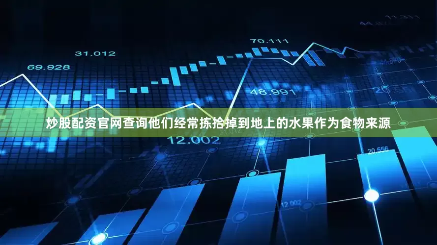 炒股配资官网查询他们经常拣拾掉到地上的水果作为食物来源